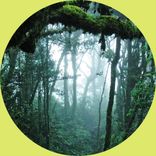 Artwork für "Jungle"