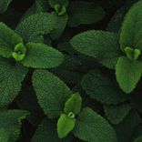 Artwork voor "Lemon Mint"