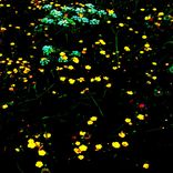 Portada para "A Little Goa"