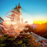 Portada para "Magnetic Soul/Magnetic Tree"