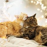 Portada para "Cat Purring Slow & Warm"