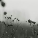 Portada para "Fading Hearts"