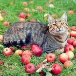 Currently Not Available