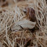 Artwork for "Whisper from the Field"