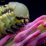 Artwork for "Gratification and fantasy"