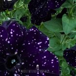 Portada para "Voyage"