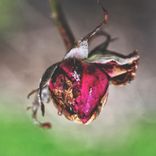 Portada para "Nexus Zeal"