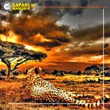 Artwork voor "Safari"
