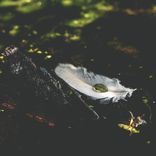 Artwork for "Feather (Stoto Remix)"