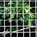 Portada para "With The Sonants"