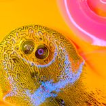 Artwork for "SEEDS LIKE US"