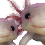 Artwork for "Discorgy EP"