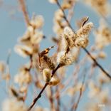 Artwork for "Golden Hour Trilogy"