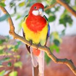 Pássaros Cantando na Mata Pt.4