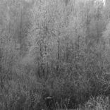 Immersion In An Inexplicable