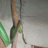 Artwork for "Afrika creatures"