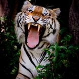 Artwork for "Numeric Edge"