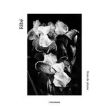 Artwork for "Nom de plume"