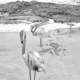 I Could Not Resist (Original Mix)