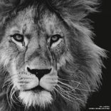 Artwork for "El Leon"