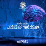 Lobes Of The Brain