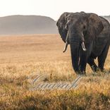 Artwork for "Gaarah"