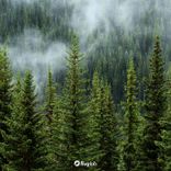 Portada para "Life of Trees"