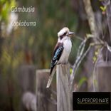 Artwork für "Kookaburra"