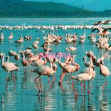 Artwork for "Samara"