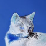 Artwork voor "Clout EP"