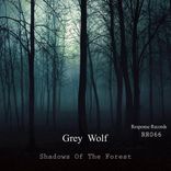Artwork für "Shadows Of The Forest"
