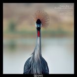 Artwork for "Wüstentanz"