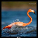 Artwork for "Bungalow"