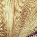 Artwork for "Myoclonic EP"