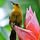 Pássaros Cantando Pt.2