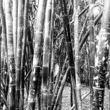 Voie Lactée (Original Mix)