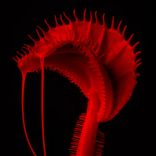 Artwork für "Abyssal"