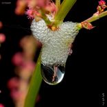 Artwork for "Nominal Serenity"