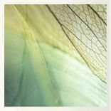 Artwork für "Petra"