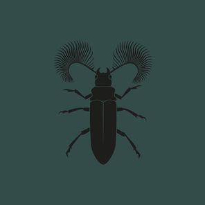 Featherhorned Beetle EP