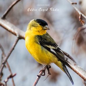 Golden Caged Birdie