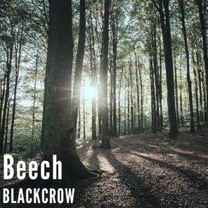 Beech