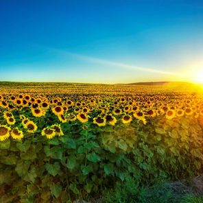 Sunflower Field