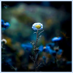 Blue Tansy