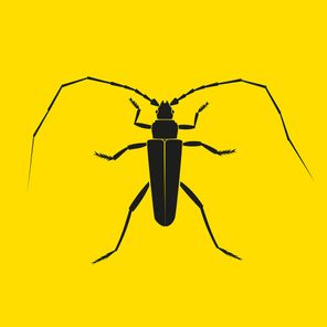Longhorn Beetle EP