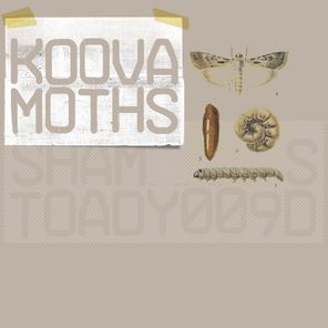 Moths