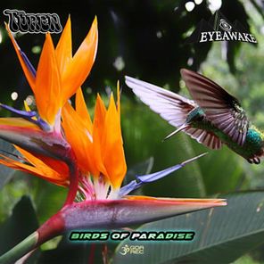 Birds of Paradise