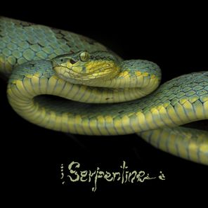 Serpentine EP