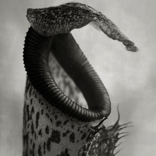 Artwork for "Nepenthes EP"