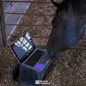 Play Horse Ebooks (DJ Gluten Intolerant Rmx)